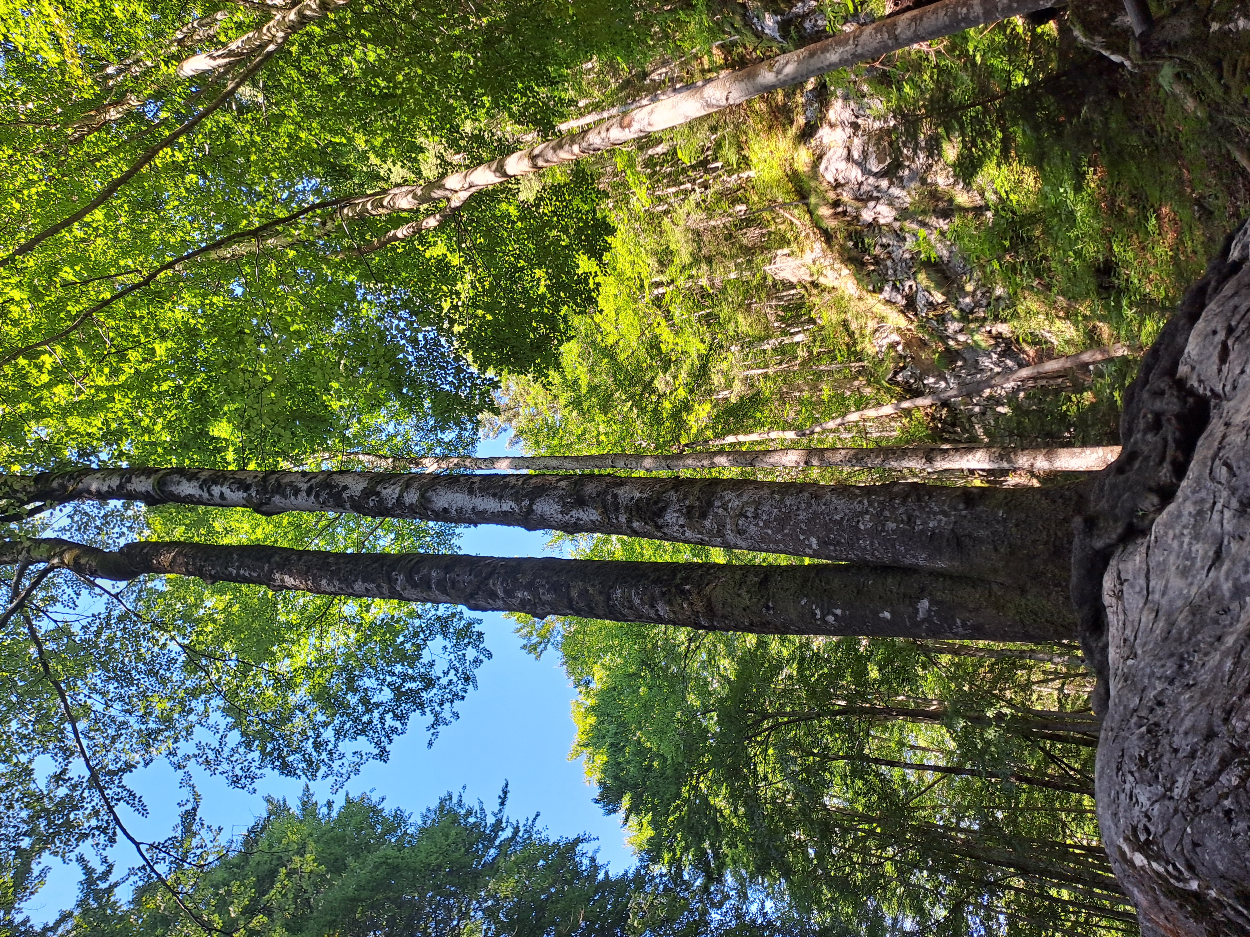 miteinander. wachsen. / Martin Rapp